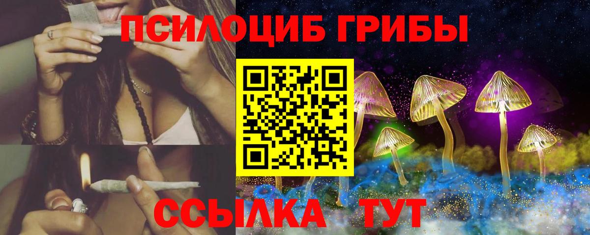 Сунжа  Псилоцибиновые грибы Cubensis  Вход с VPN 